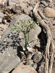 Eriogonum rixfordii