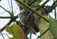 Chlorostilbon melanorhynchus