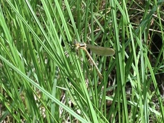 Lestidae