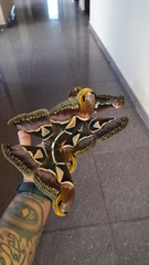 Archaeoattacus edwardsii