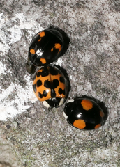 Harmonia axyridis