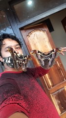 Archaeoattacus edwardsii