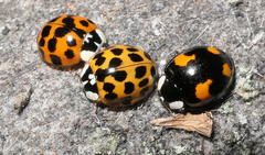 Harmonia axyridis