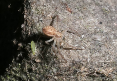 Philodromus