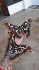 Archaeoattacus edwardsii