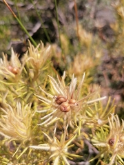 Phylica pubescens