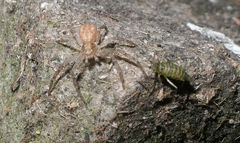 Philodromus