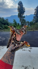 Archaeoattacus edwardsii