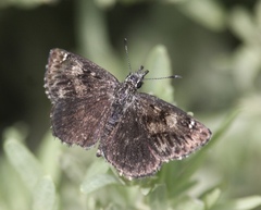 Hesperopsis alpheus