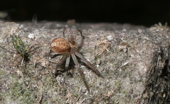 Philodromus