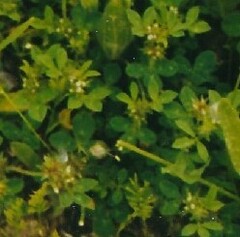 Trifolium glomeratum