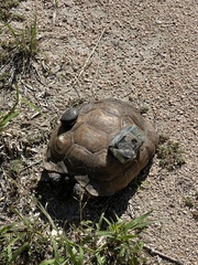 Gopherus berlandieri