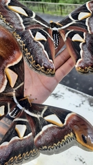 Archaeoattacus edwardsii