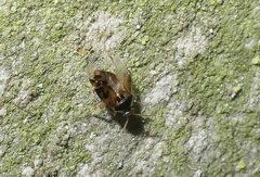 Deraeocoris