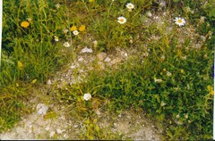 Trifolium glomeratum