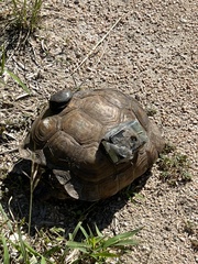 Gopherus berlandieri