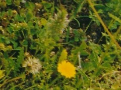 Trifolium angustifolium