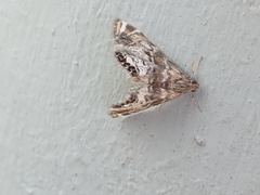 Petrophila confusalis