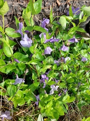 Vinca major