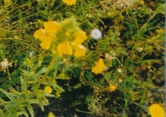 Bellardia trixago