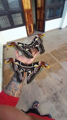 Archaeoattacus edwardsii