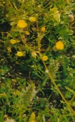 Crepis vesicaria