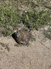 Gopherus berlandieri