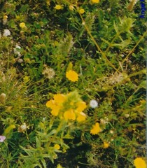 Bellardia trixago