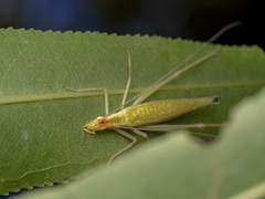 Oecanthus