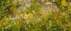 Bellardia trixago