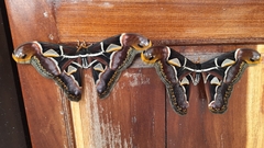 Archaeoattacus edwardsii