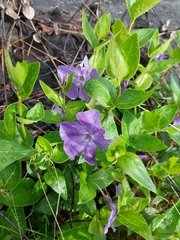 Vinca major
