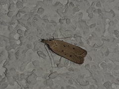 Dichomeris ventrellus