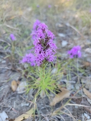 Liatris punctata