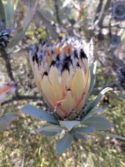 Protea burchellii × laurifolia