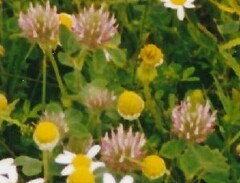 Trifolium hirtum