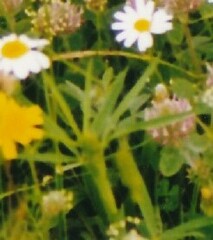 Trifolium angustifolium
