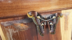 Archaeoattacus edwardsii