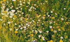 Trifolium hirtum