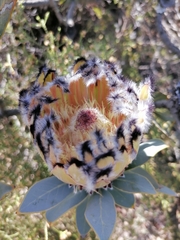 Protea burchellii × laurifolia