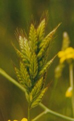 Bromus hordeaceus