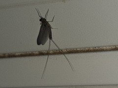 Leptophlebia