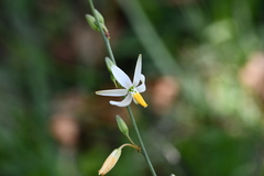 Echeandia parviflora