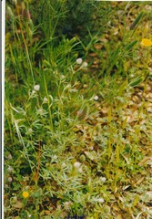 Trifolium angustifolium