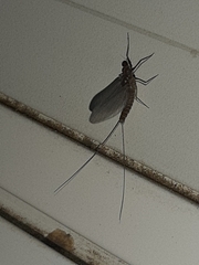 Leptophlebia