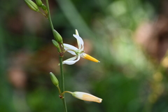 Echeandia parviflora