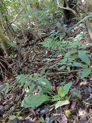 Calanthe triplicata