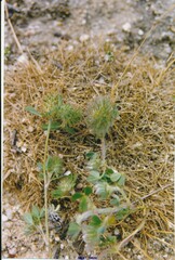 Trifolium cherleri