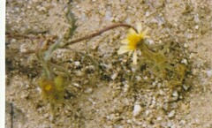 Andryala integrifolia