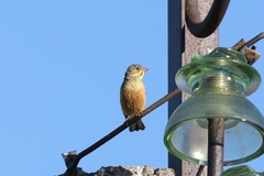 Emberiza hortulana